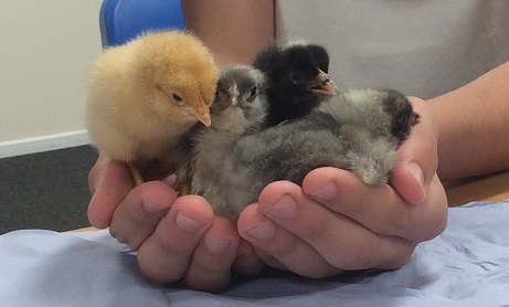 Chick and student