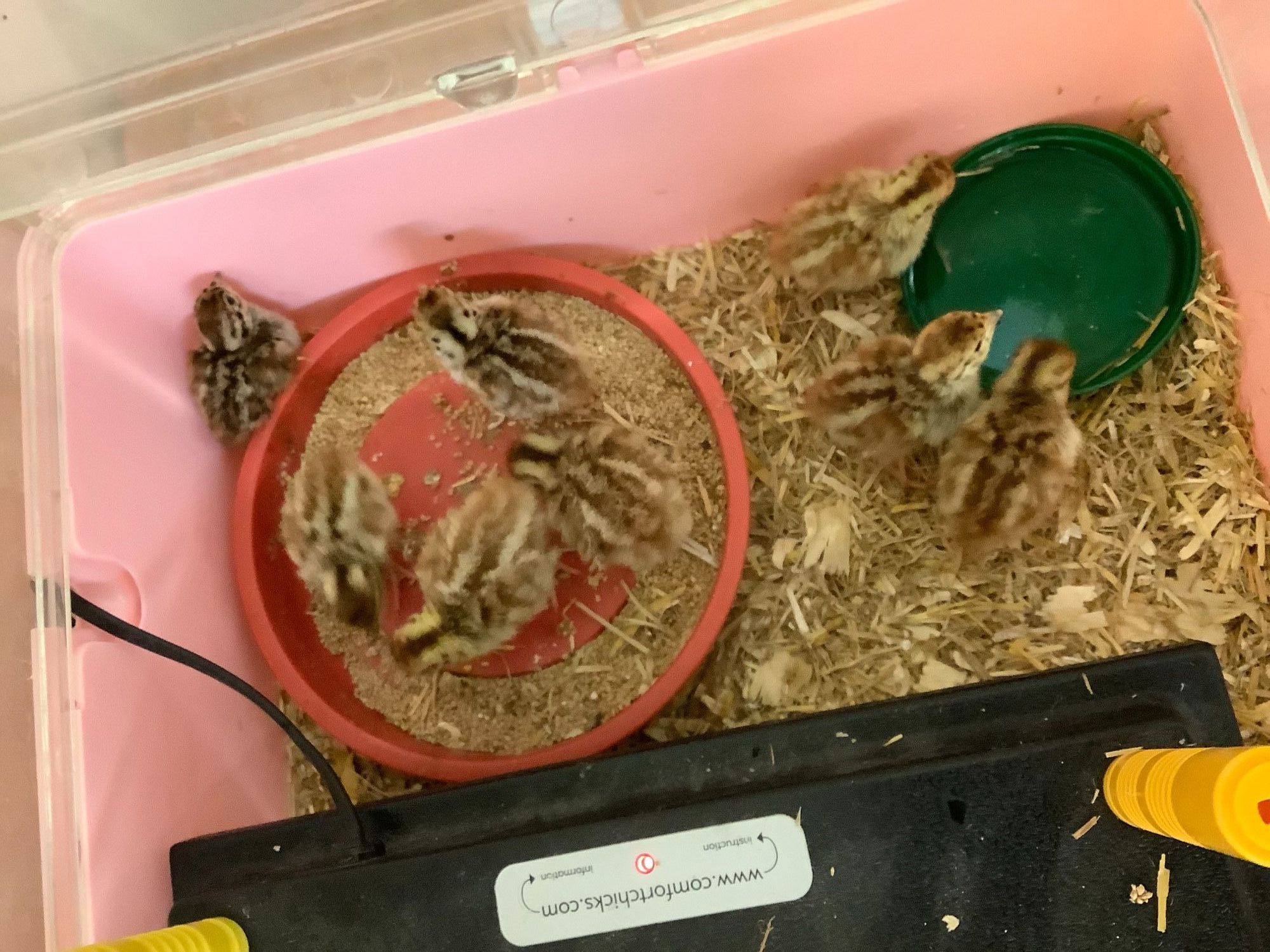 Partridges hatched